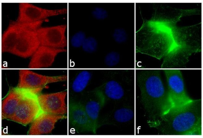 Mouse IgM (Heavy chain) Cross-Adsorbed Secondary Antibody in Immunocytochemistry (ICC/IF)