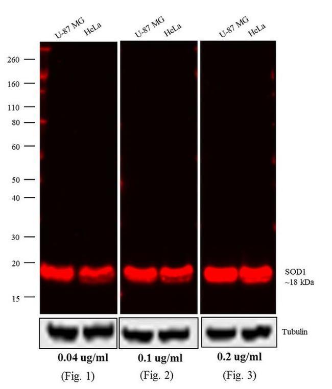 Mouse IgG (H+L) Cross-Adsorbed Secondary Antibody in Western Blot (WB)