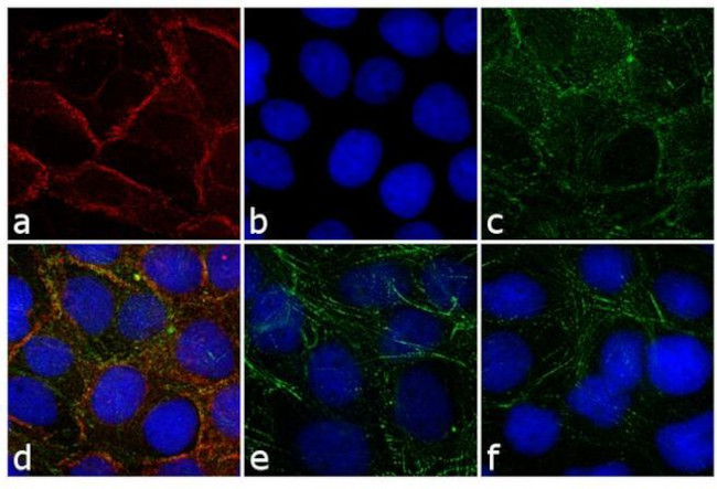 Rabbit IgG (H+L) Highly Cross-Adsorbed Secondary Antibody in Immunocytochemistry (ICC/IF)