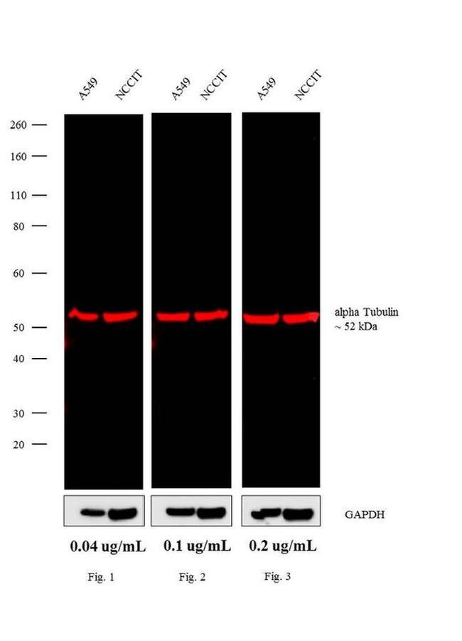 Rat IgG (H+L) Cross-Adsorbed Secondary Antibody in Western Blot (WB)