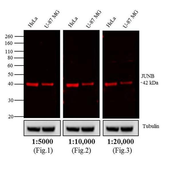 Rabbit IgG (H+L) Highly Cross-Adsorbed Secondary Antibody in Western Blot (WB)