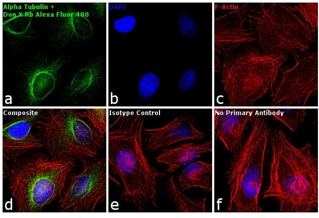 Rabbit IgG (H+L) Highly Cross-Adsorbed Secondary Antibody in Immunocytochemistry (ICC/IF)