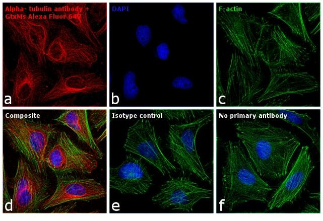 Mouse IgG (H+L) Cross-Adsorbed Secondary Antibody in Immunocytochemistry (ICC/IF)