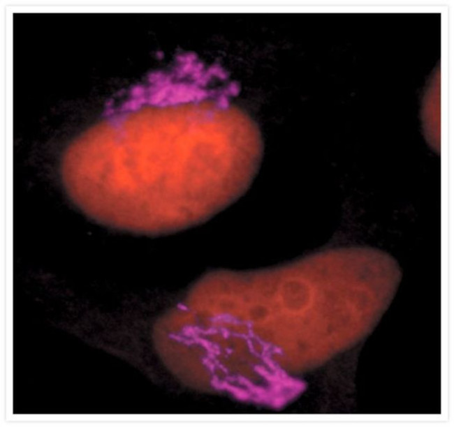 Mouse IgG (H+L) Cross-Adsorbed Secondary Antibody in Immunocytochemistry (ICC/IF)