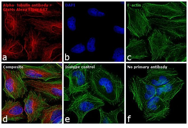 Mouse IgG (H+L) Highly Cross-Adsorbed Secondary Antibody in Immunocytochemistry (ICC/IF)