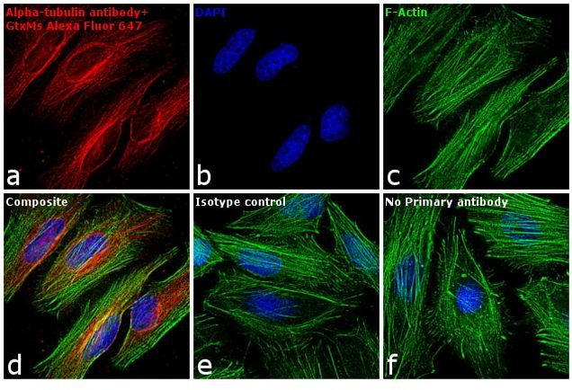 Mouse IgG (H+L) Cross-Adsorbed Secondary Antibody in Immunocytochemistry (ICC/IF)