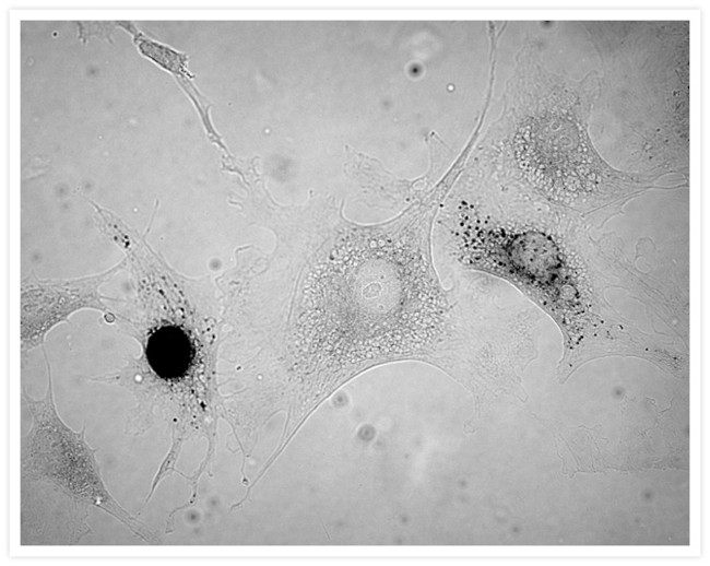 Fluorescein/Oregon Green Antibody in Immunocytochemistry (ICC/IF)