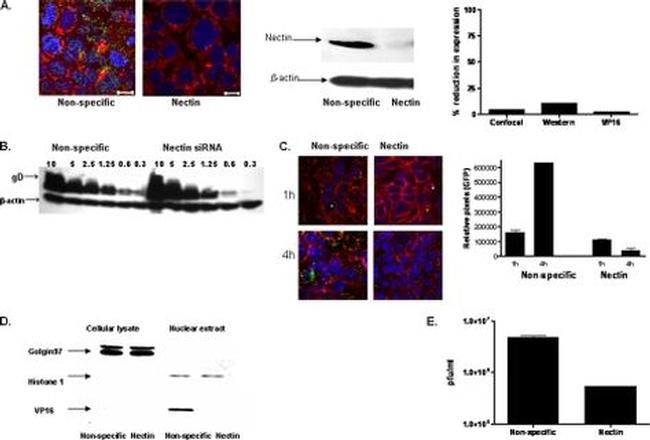 Golgin-97 Antibody in Western Blot (WB)