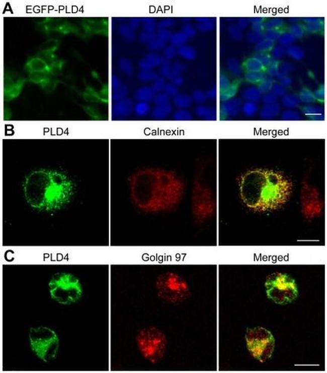 Golgin-97 Antibody in Immunocytochemistry (ICC/IF)