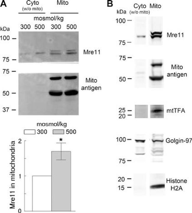 Golgin-97 Antibody in Western Blot (WB)