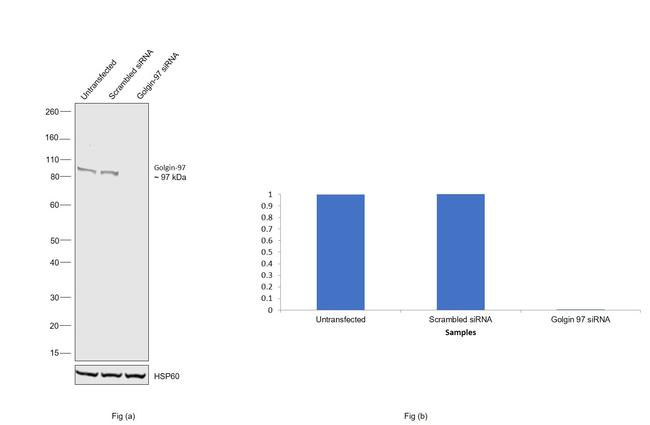 Golgin-97 Antibody in Western Blot (WB)