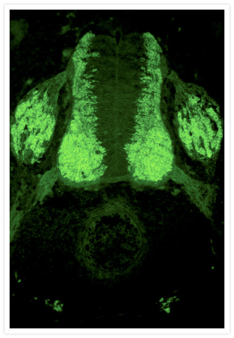 HuC/HuD Antibody in Immunohistochemistry (Frozen) (IHC (F))