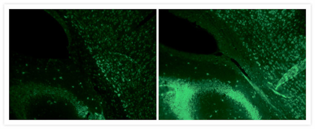 HuC/HuD Antibody in Immunohistochemistry (Frozen) (IHC (F))