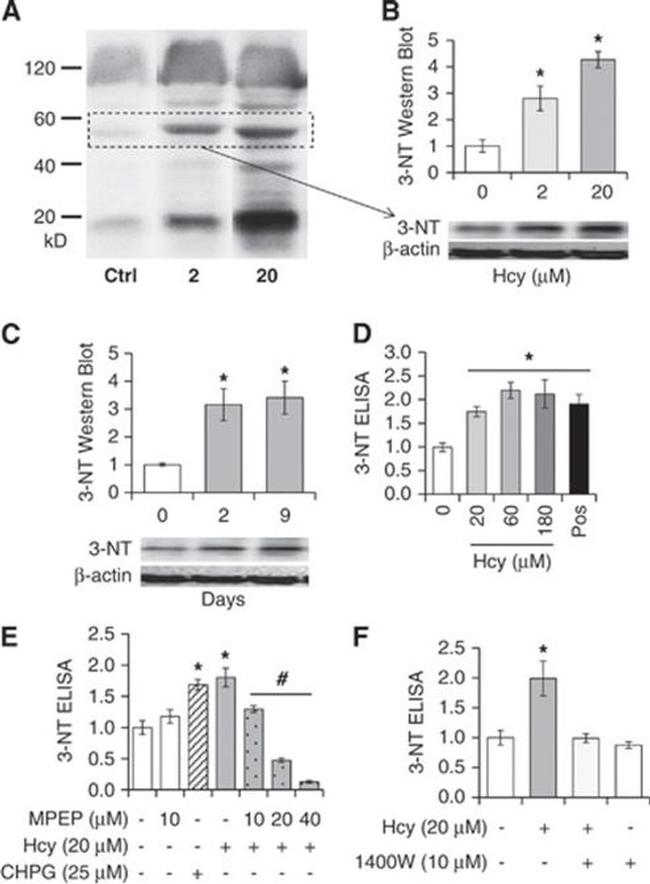 Nitrotyrosine Antibody in Western Blot (WB)