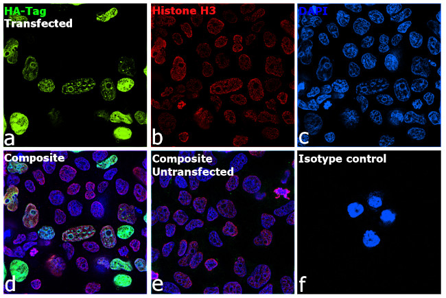 HA Tag Antibody in Immunocytochemistry (ICC/IF)