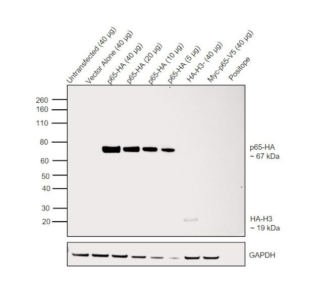 HA Tag Antibody