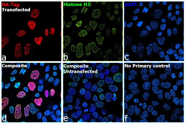 HA Tag Antibody in Immunocytochemistry (ICC/IF)