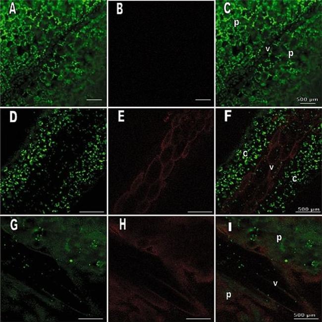 GFP Antibody in Immunohistochemistry (IHC)