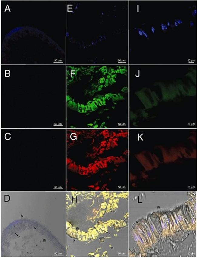 GFP Antibody in Immunohistochemistry (IHC)