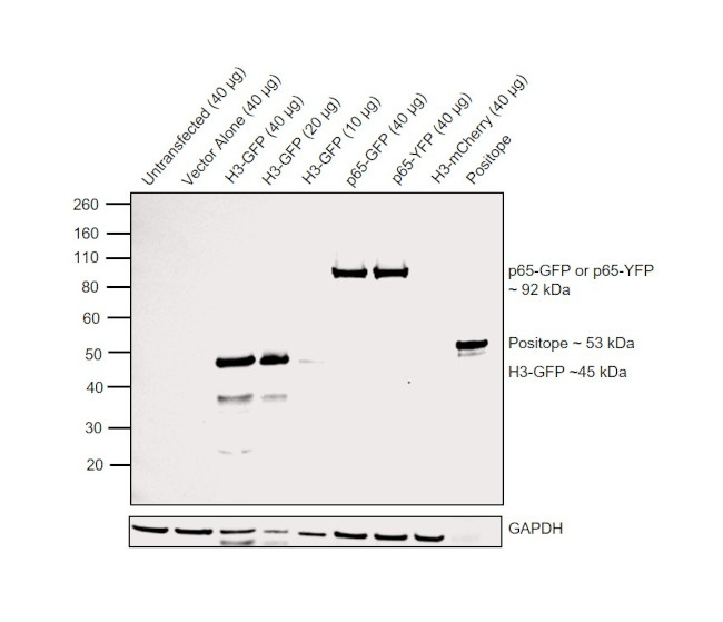 GFP Antibody