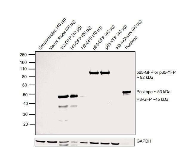 GFP Antibody in Western Blot (WB)