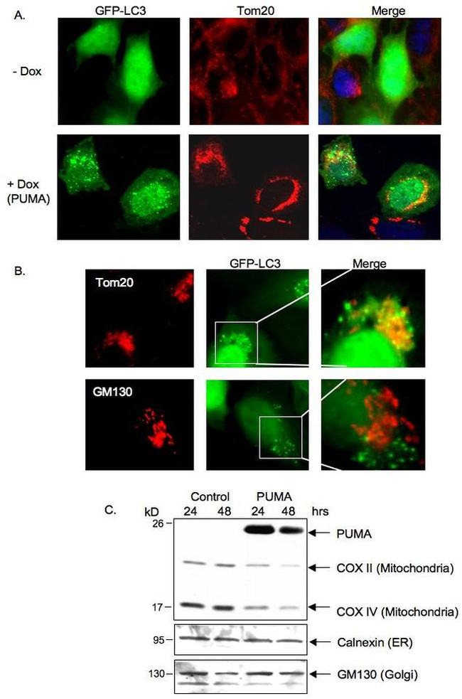 OxPhos Complex IV subunit IV Antibody in Western Blot (WB)