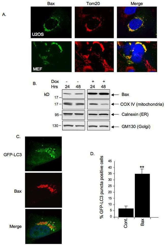 OxPhos Complex IV subunit IV Antibody in Western Blot (WB)