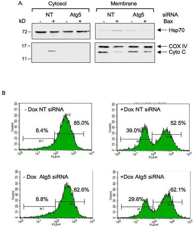 OxPhos Complex IV subunit IV Antibody in Western Blot (WB)