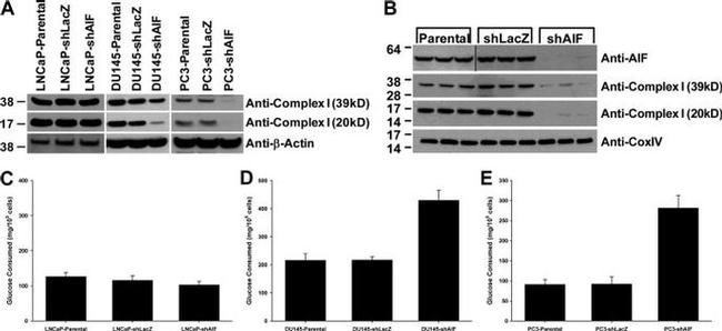 OxPhos Complex IV subunit IV Antibody in Western Blot (WB)