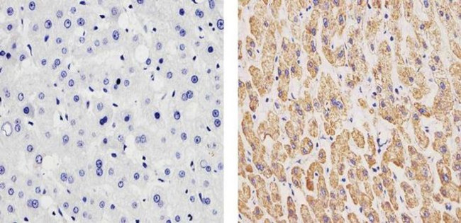 OxPhos Complex IV subunit IV Antibody in Immunohistochemistry (Paraffin) (IHC (P))