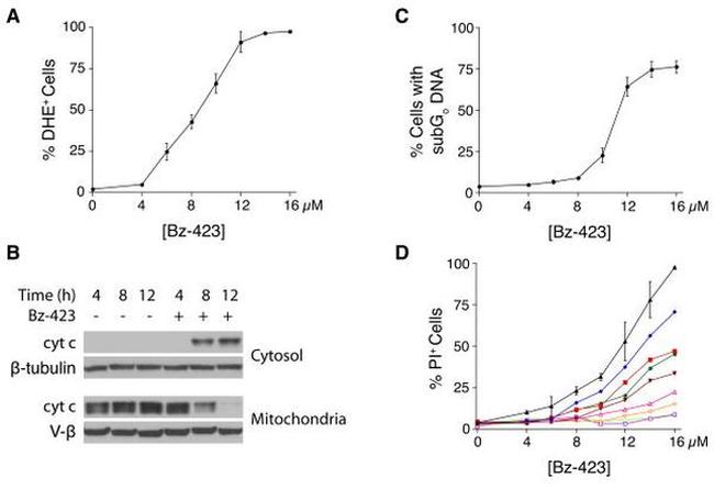 ATP Synthase beta Antibody in Western Blot (WB)