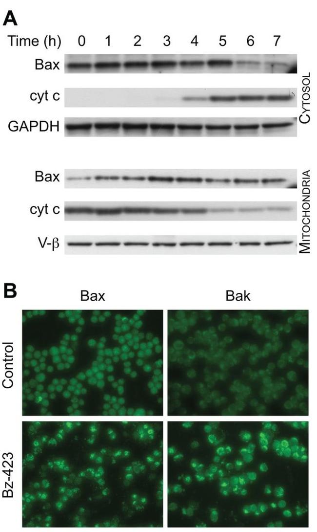 ATP Synthase beta Antibody in Western Blot (WB)