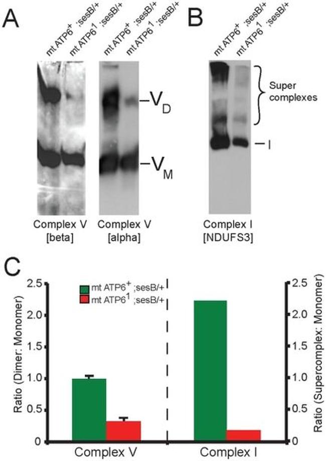 ATP Synthase beta Antibody in Western Blot (WB)