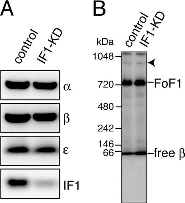 ATP Synthase beta Antibody in Western Blot (WB)