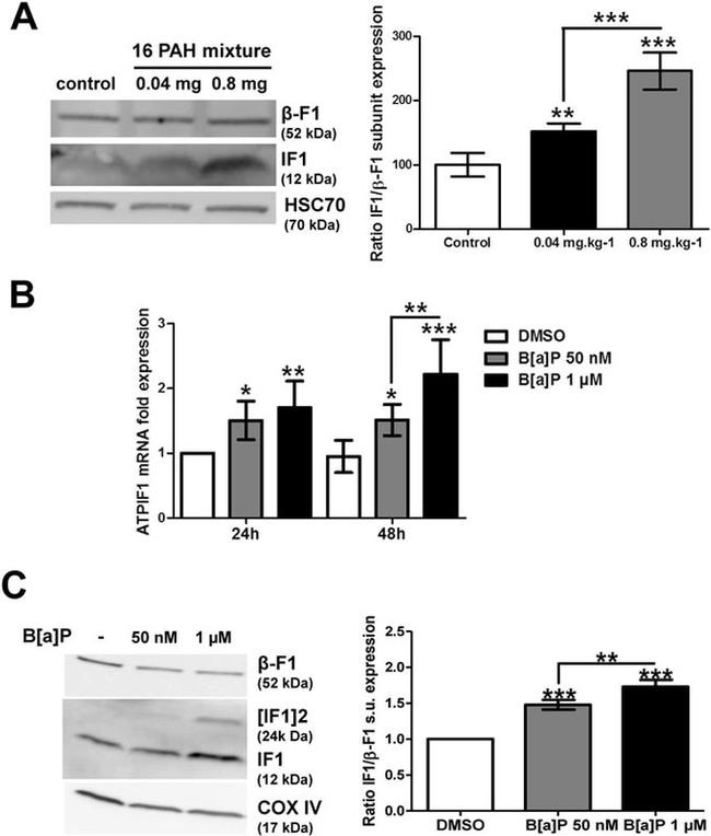 ATP Synthase beta Antibody in Western Blot (WB)