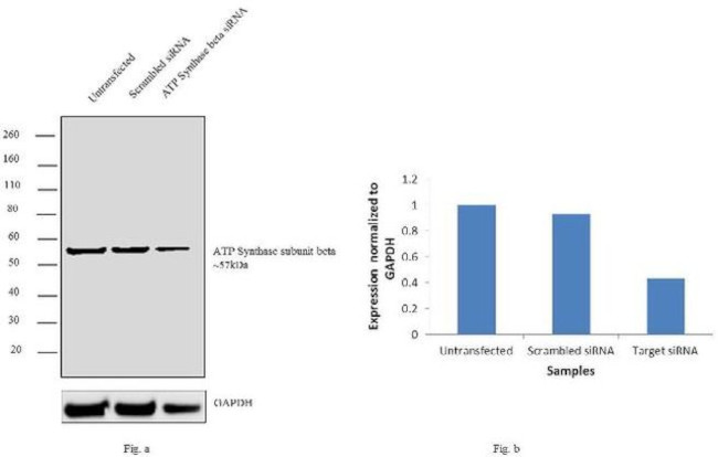 ATP Synthase beta Antibody