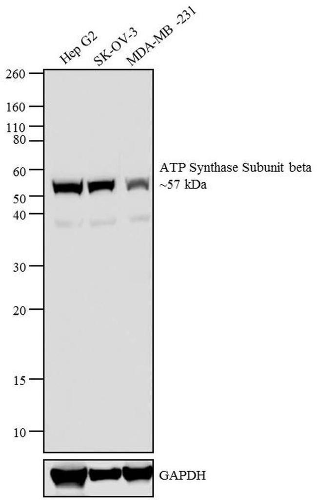 ATP Synthase beta Antibody in Western Blot (WB)