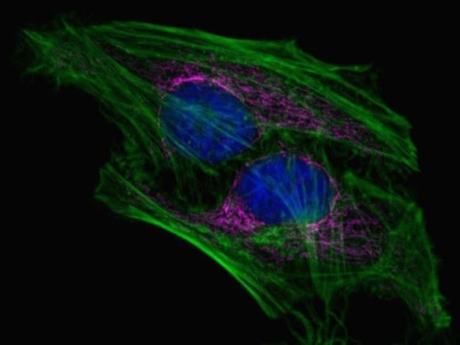 ATPIF1 Antibody in Immunocytochemistry (ICC/IF)