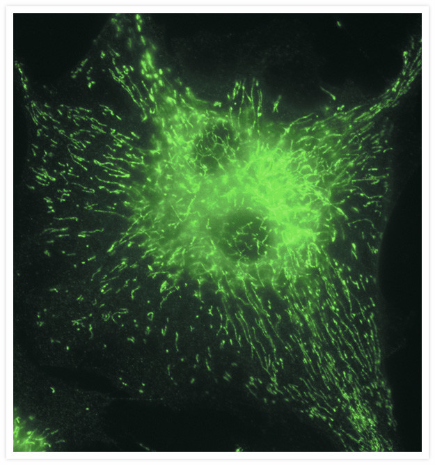 ATPIF1 Antibody in Immunocytochemistry (ICC/IF)