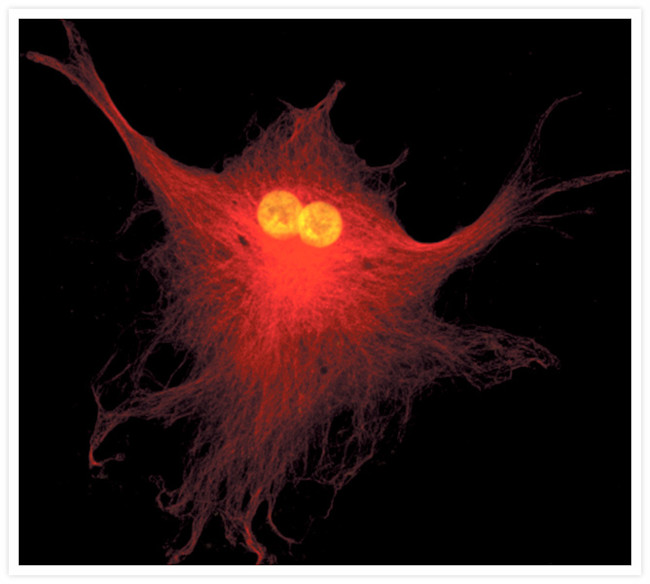 alpha Tubulin Antibody in Immunocytochemistry (ICC/IF)