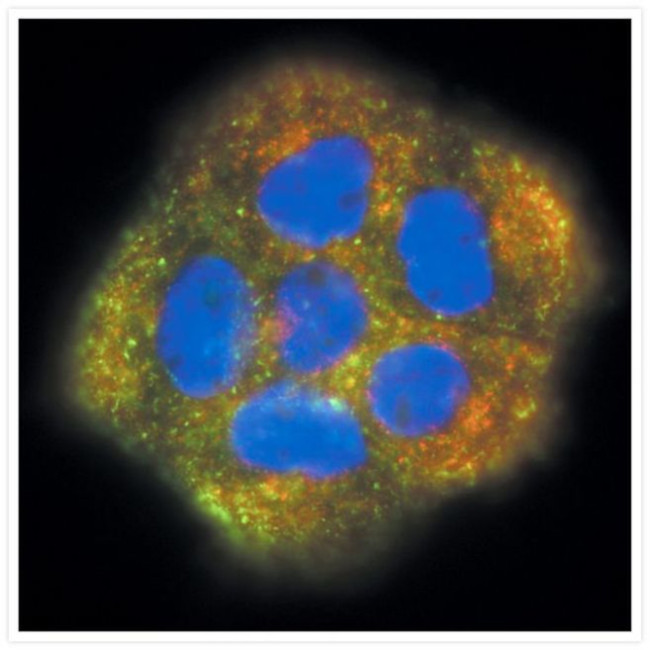 Mouse IgG (H+L) Cross-Adsorbed Secondary Antibody in Immunocytochemistry (ICC/IF)