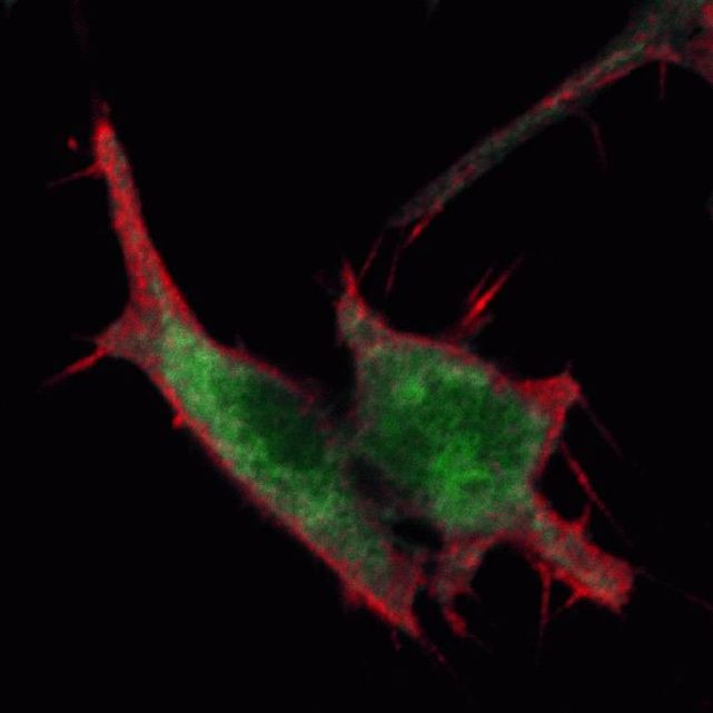 Mouse IgG (H+L) Cross-Adsorbed Secondary Antibody in Immunocytochemistry (ICC/IF)