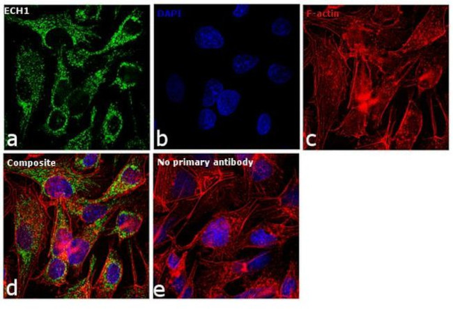 ECH1 Antibody in Immunocytochemistry (ICC/IF)