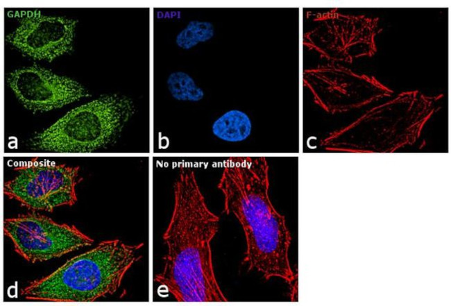 GAPDH Antibody in Immunocytochemistry (ICC/IF)