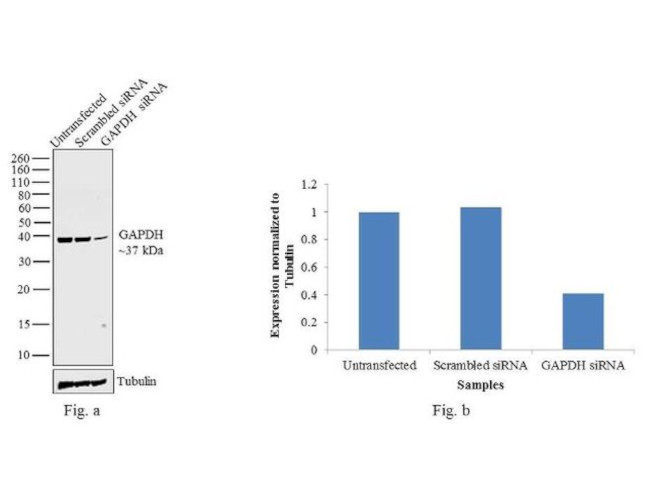 GAPDH Antibody