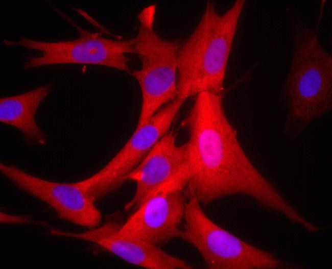 GAPDH Antibody in Immunocytochemistry (ICC/IF)