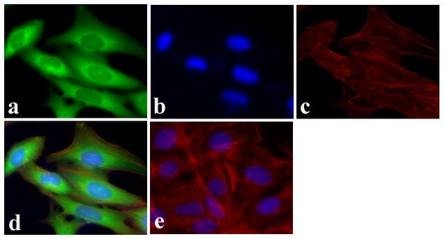 GAPDH Antibody in Immunocytochemistry (ICC/IF)