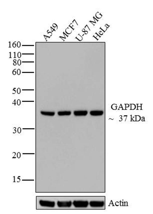 GAPDH Antibody in Western Blot (WB)