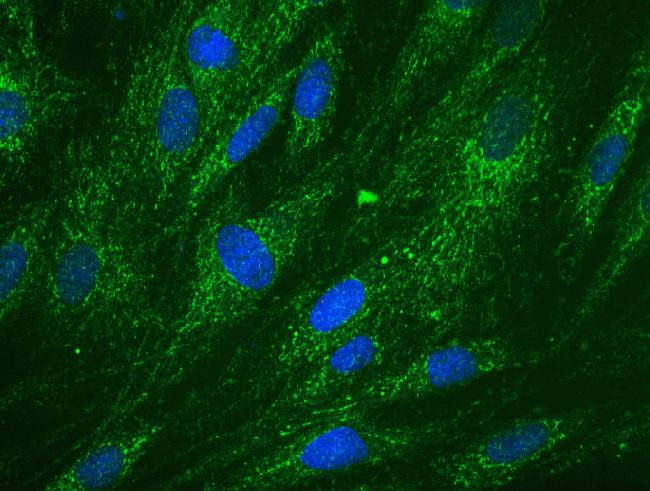 DCXR Antibody in Immunocytochemistry (ICC/IF)