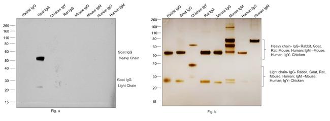 Goat IgG (H+L) Secondary Antibody in Western Blot (WB)